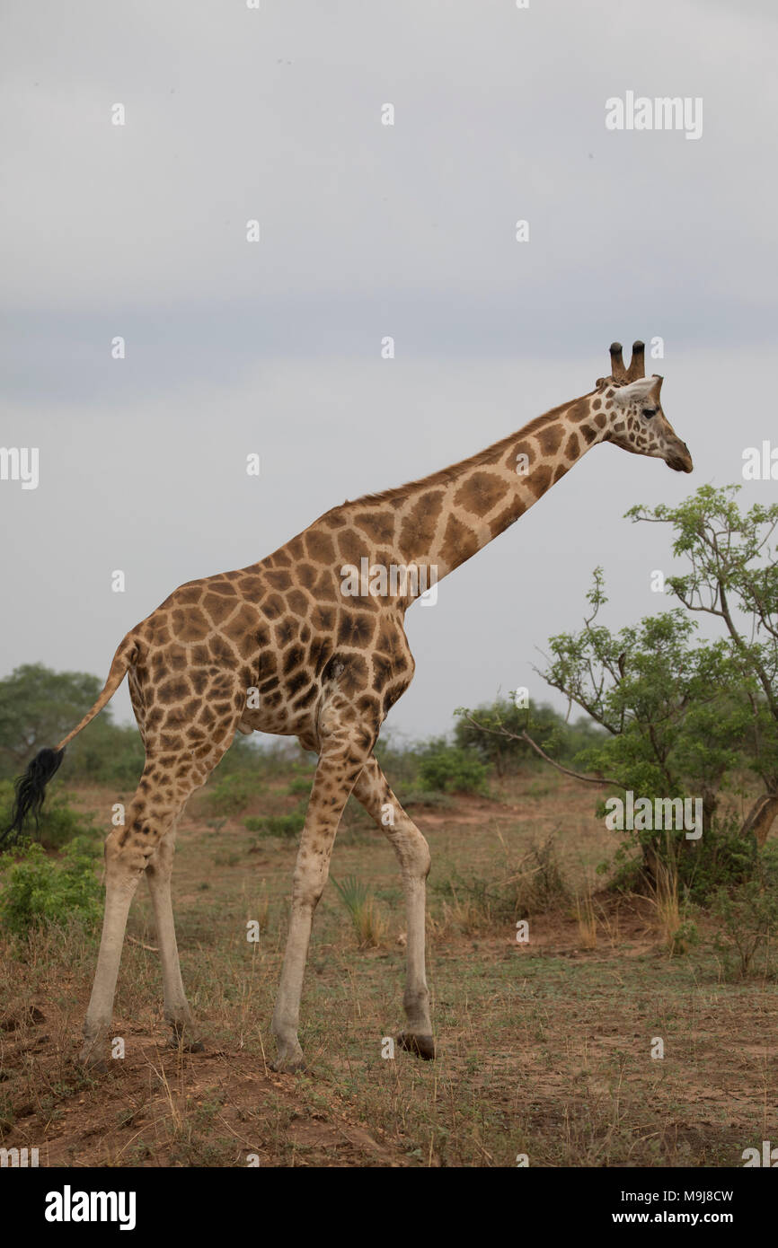 Giraffe in Murchison Falls National Park, Uganda. Stock Photo