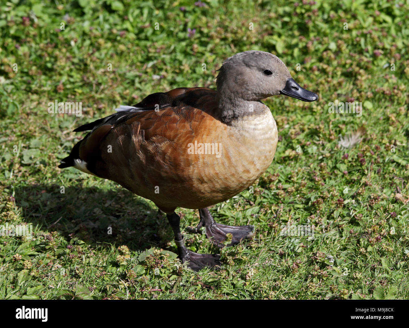Cape Shelduck male (tadorna cana Stock Photo - Alamy