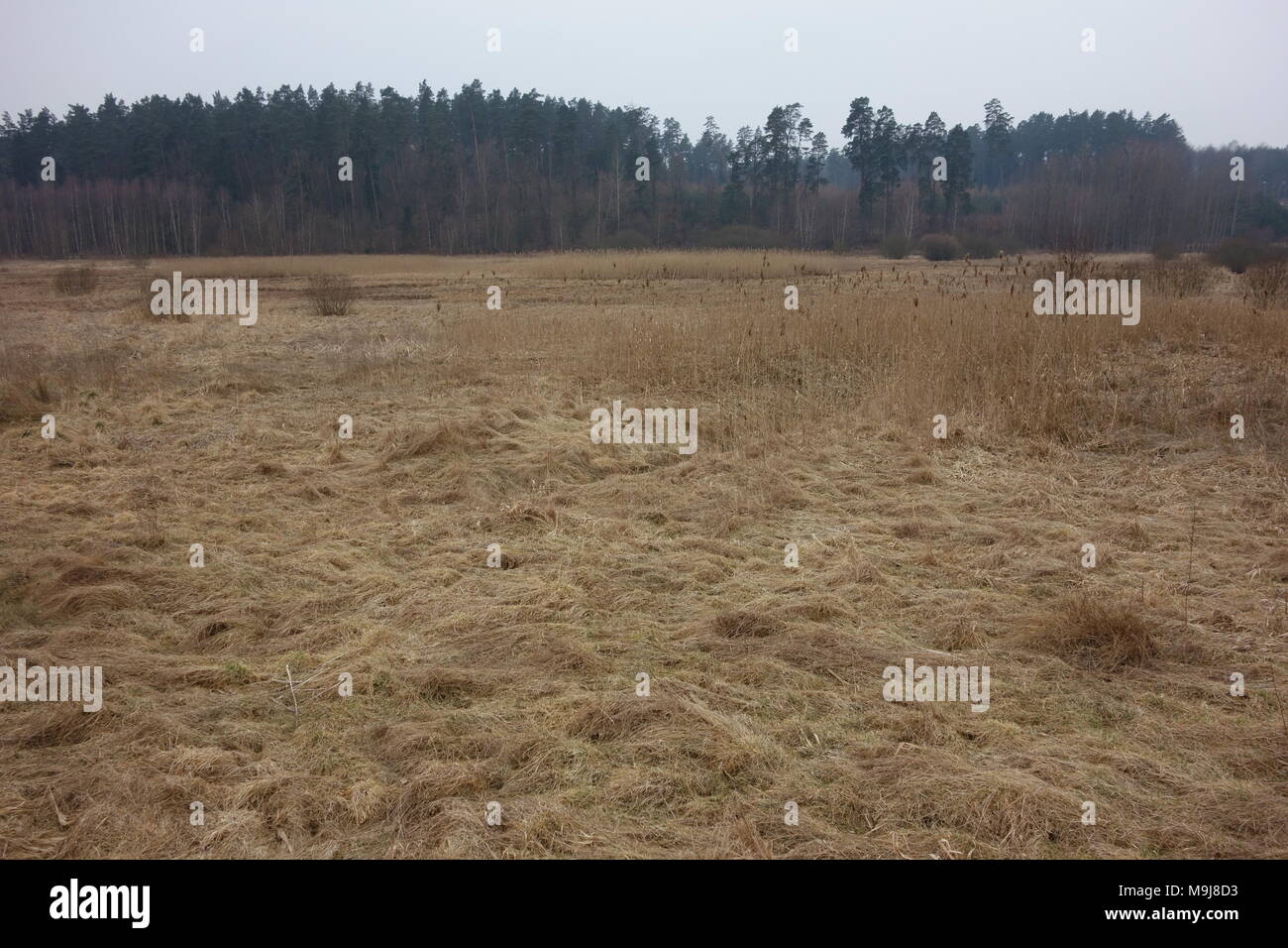 Wetlands by the Lyna River near Olsztyn, Poland Stock Photo