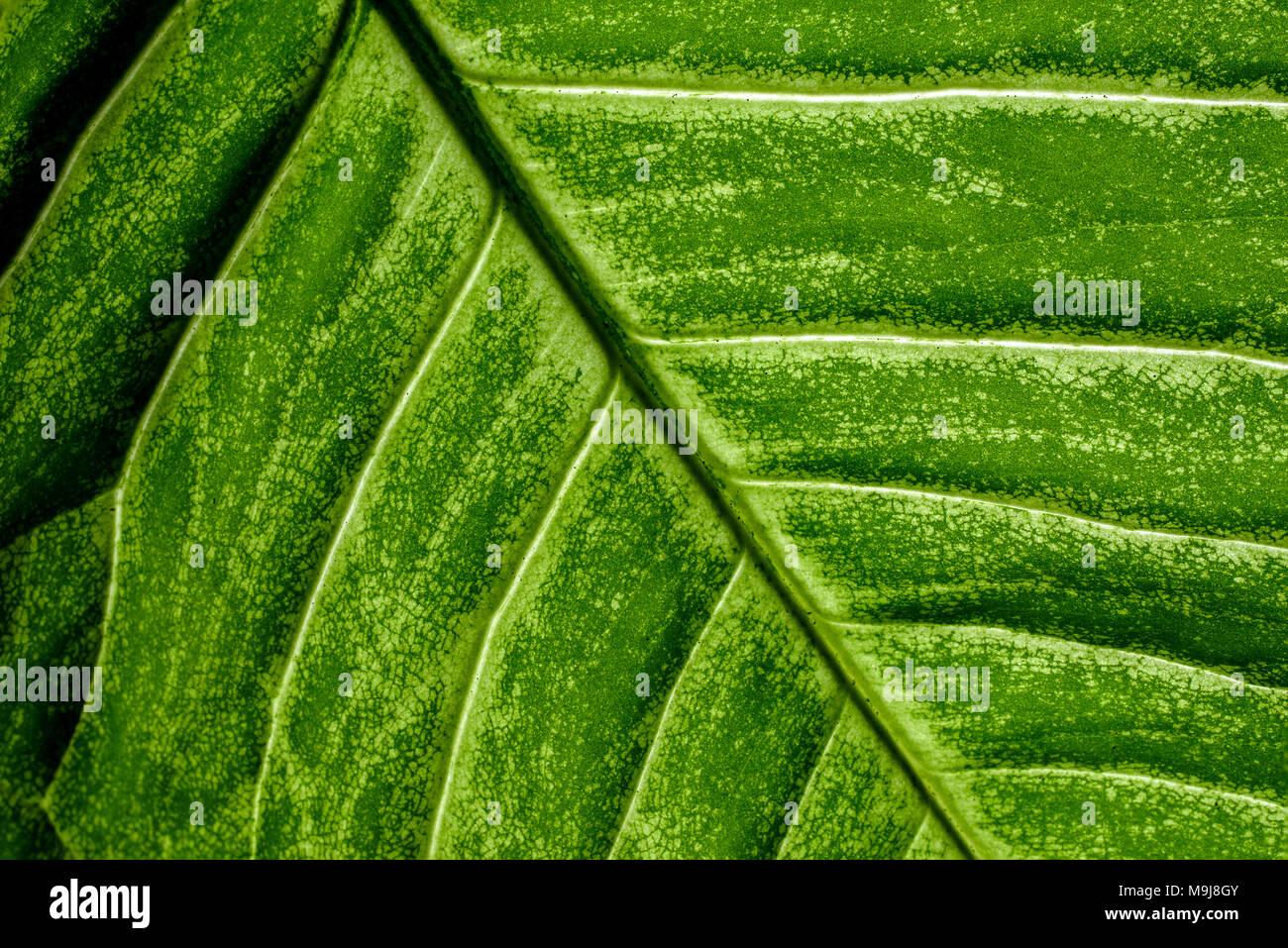 Green Caladium leaf closeup macro, texture and pattern Stock Photo