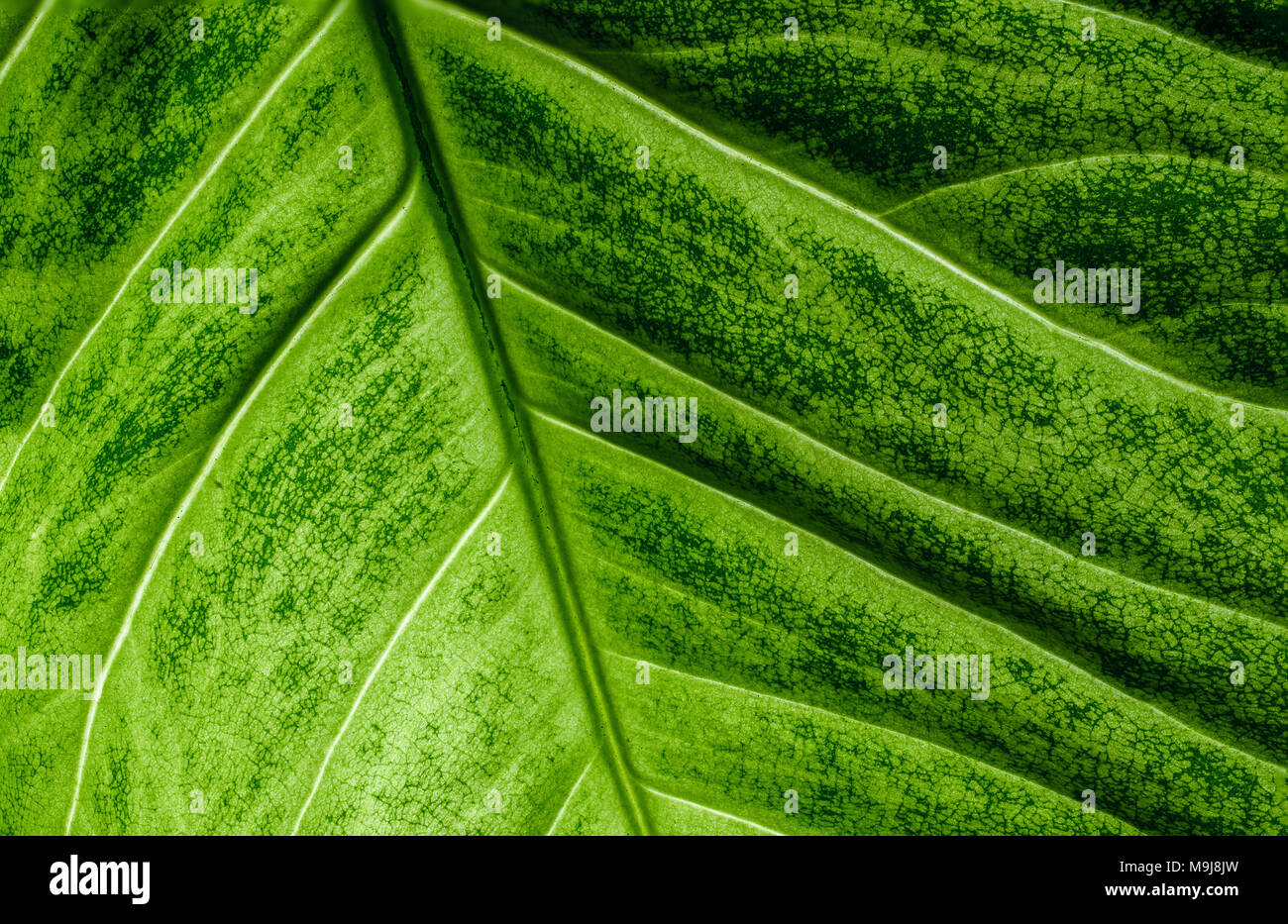 Green Caladium leaf closeup macro, texture and pattern Stock Photo