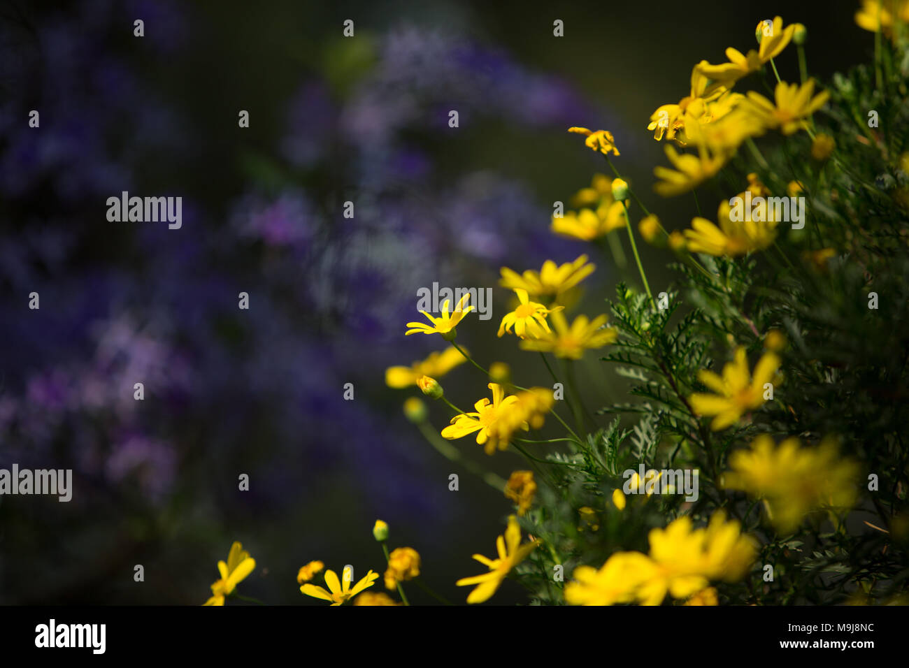 Purple and yellow theme hi-res stock photography and images - Alamy