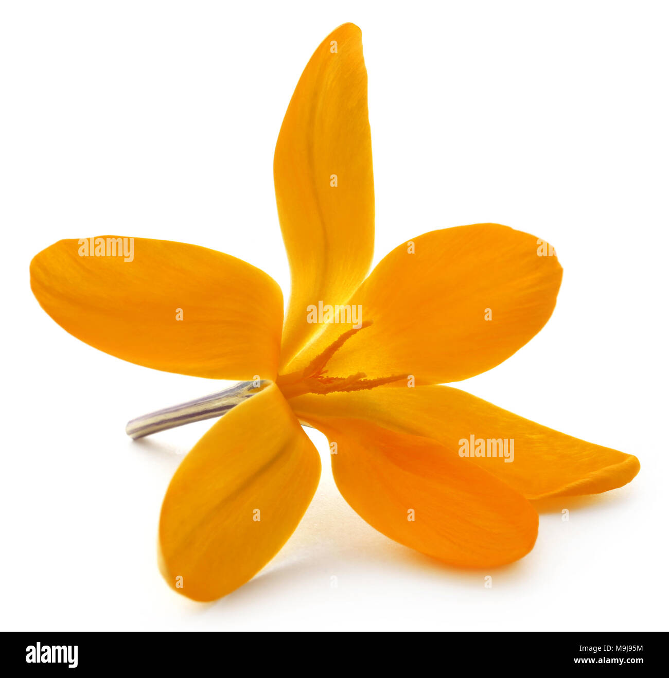 Yellow Crocus or Saffron over white background Stock Photo Alamy