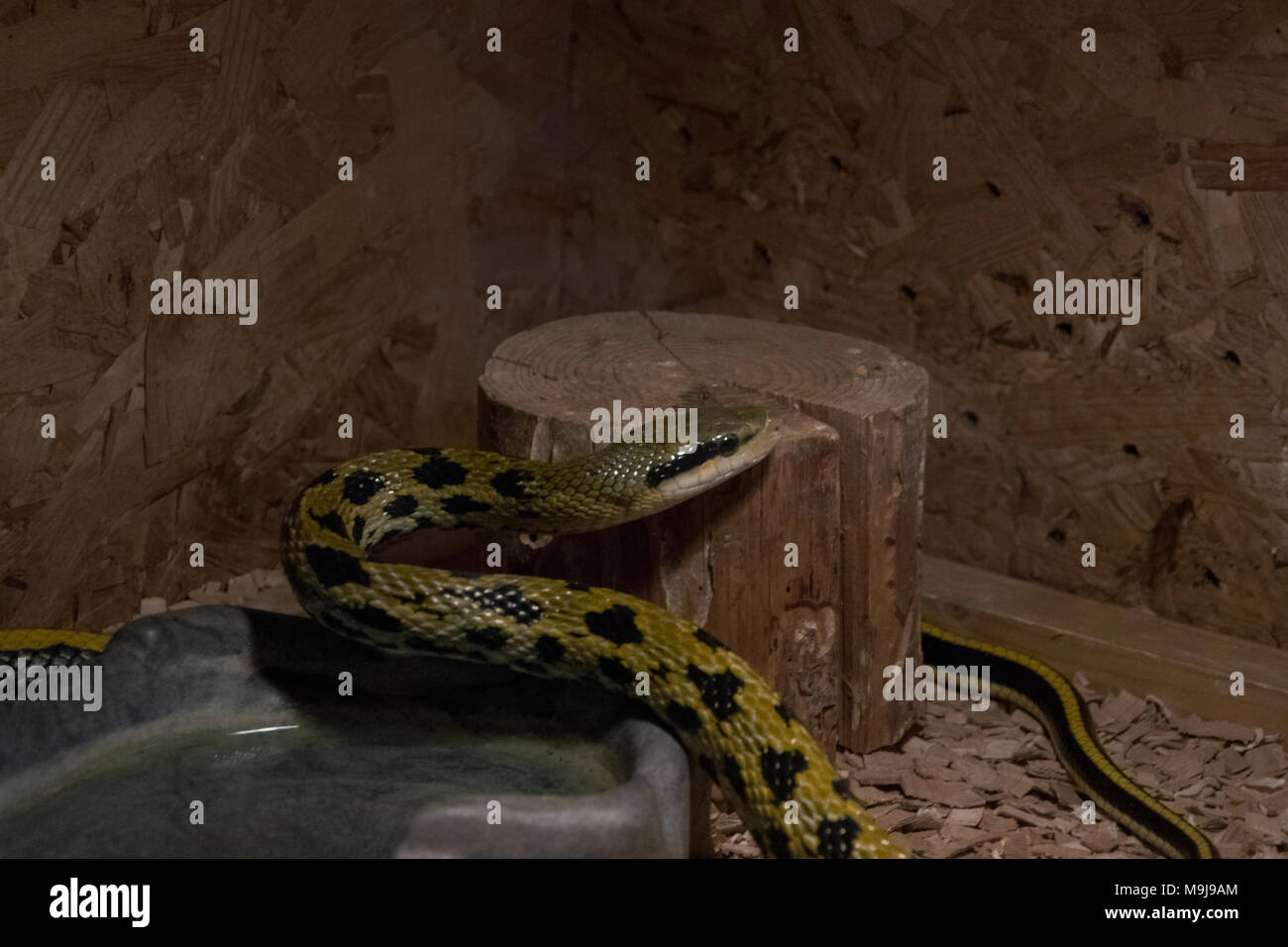 Asian rat snake in the terrarium, exotic reptile specie Stock Photo