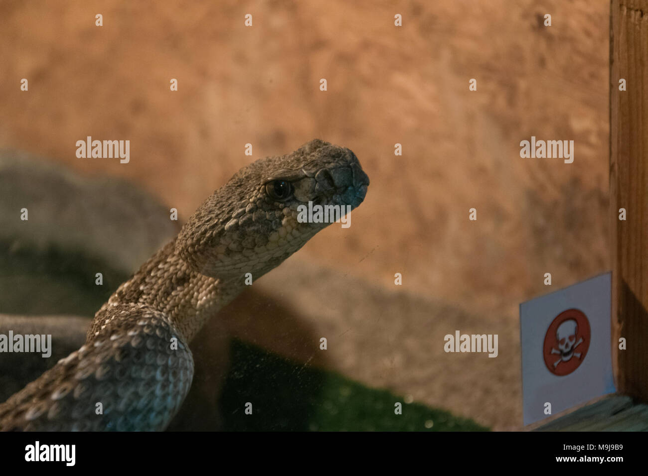 Dangerous poisonous snake in the terrarium - western diamond rattlesnake Stock Photo