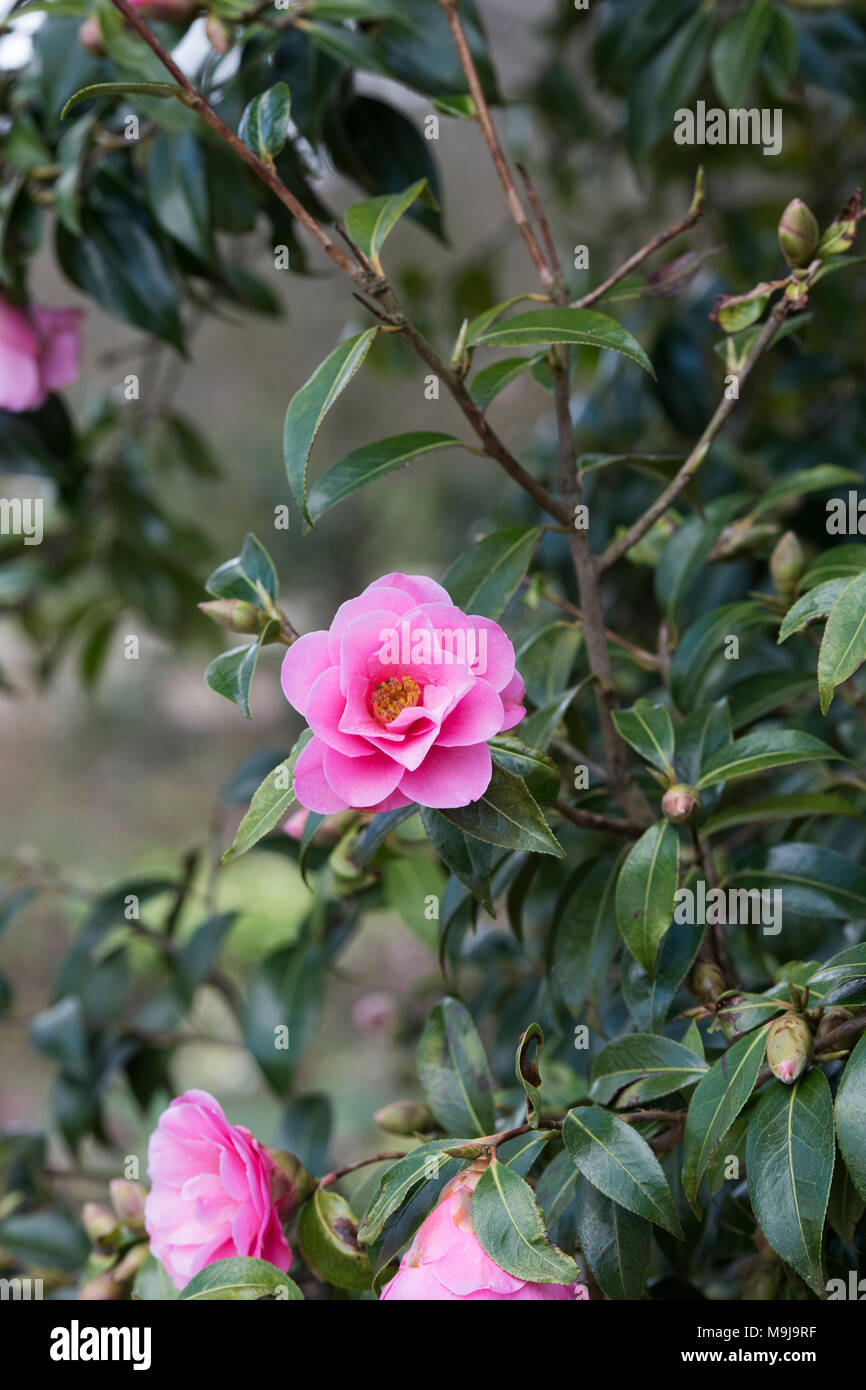 Camellia x williamsii ‘Crinkles’ flower in march. UK Stock Photo