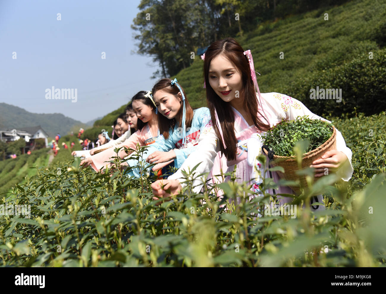 Хусни китай. Ханчжоу сбор чая. Сбор чая в Китае. Китайские девушки. Китайцы собирают чай.