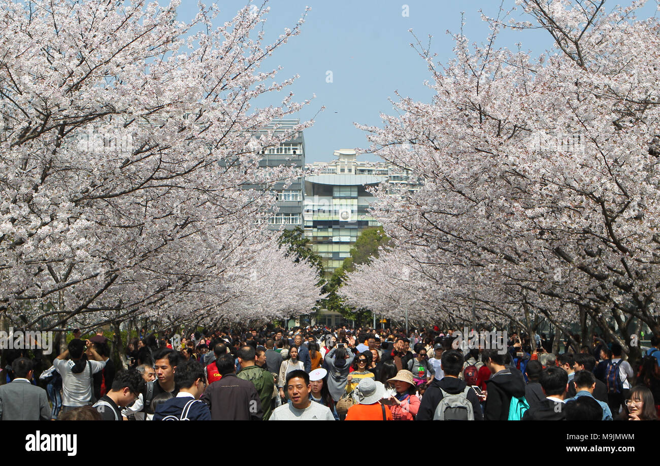 Shanghai, China. 27th Mar, 2018. People enjoy cherry blossoms at Tongji
