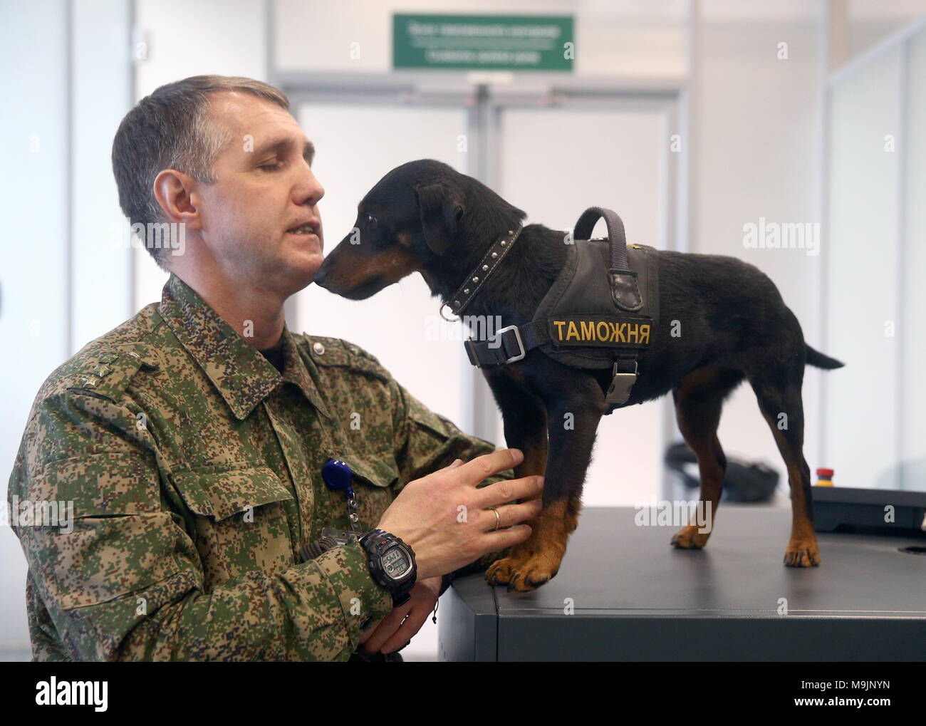 service dachshund