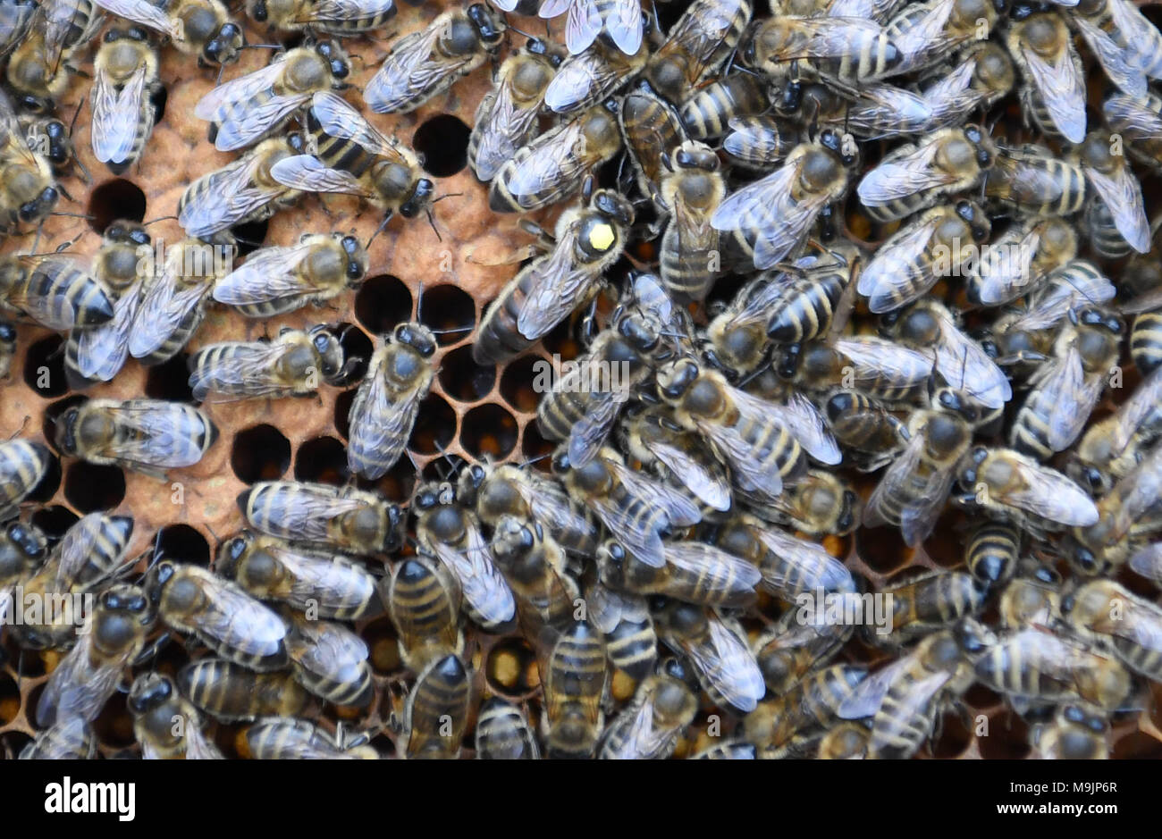 Bremen, Germany. 24th Mar, 2018. 24.03.2018, Bremen: Die Königin (Gelber Punkt) bewegt sich in der Bienenwabe eines Bienenstocks. Für einen monatlichen Betrag stellt sein Unternehmen den Bienenstock am gewünschten Ort auf, kümmert sich um Tiere und Honig. (zu dpa 'Unternehmen vermieten Bienen' vom 26.03.2018) Foto: Carmen Jaspersen/dpa | usage worldwide Credit: dpa/Alamy Live News Stock Photo
