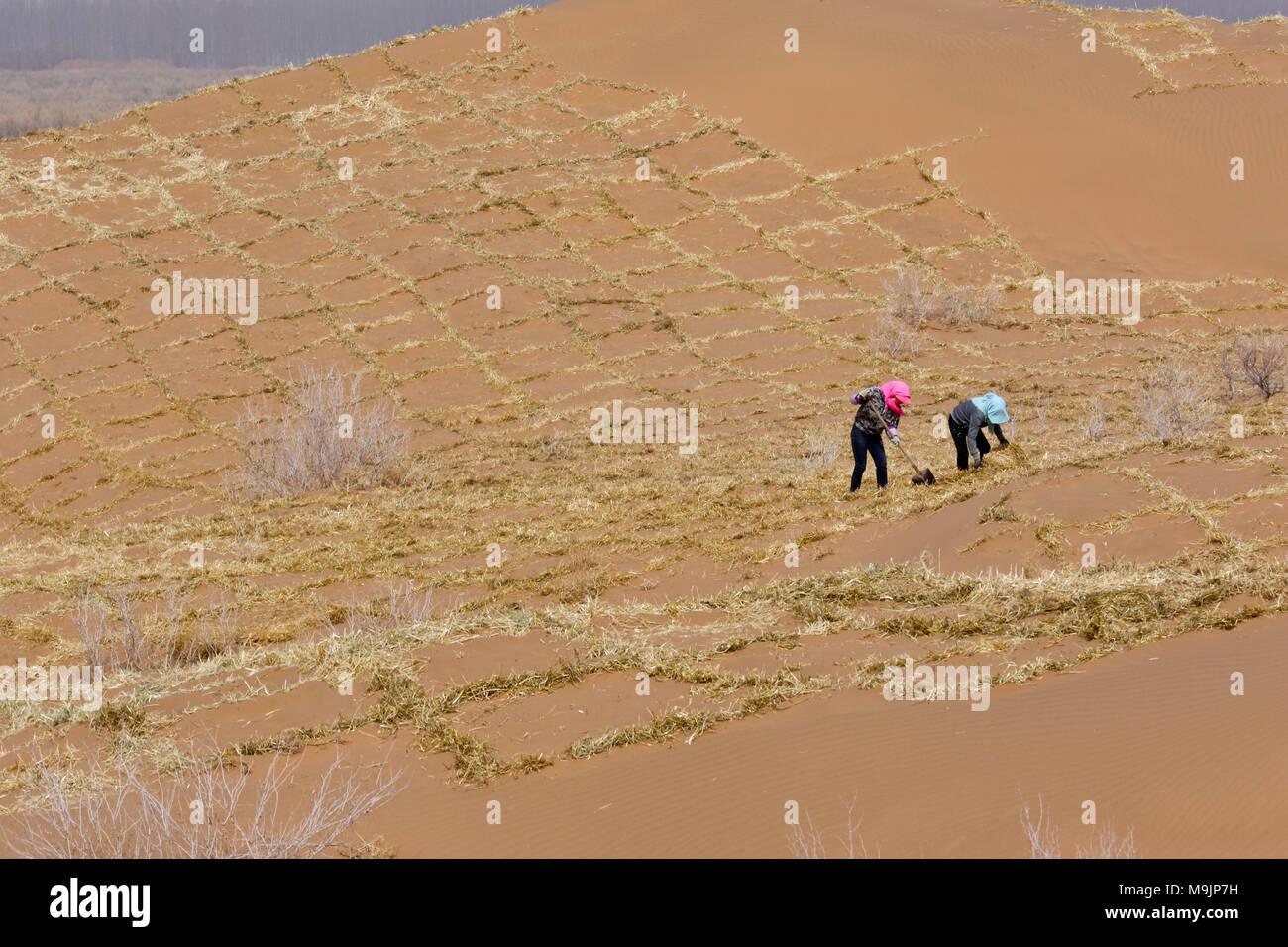 Zhangye, China's Gansu Province. 27th Mar, 2018. Anti-desertification volunteers strengthen a straw checkerboard sand barrier in Linze County of Zhangye, northwest China's Gansu Province, March 27, 2018. More than two thirds of Linze County is covered by desert. For years, the county has taken effective measures in the fight against desertification. Credit: Wang Jiang/Xinhua/Alamy Live News Stock Photo