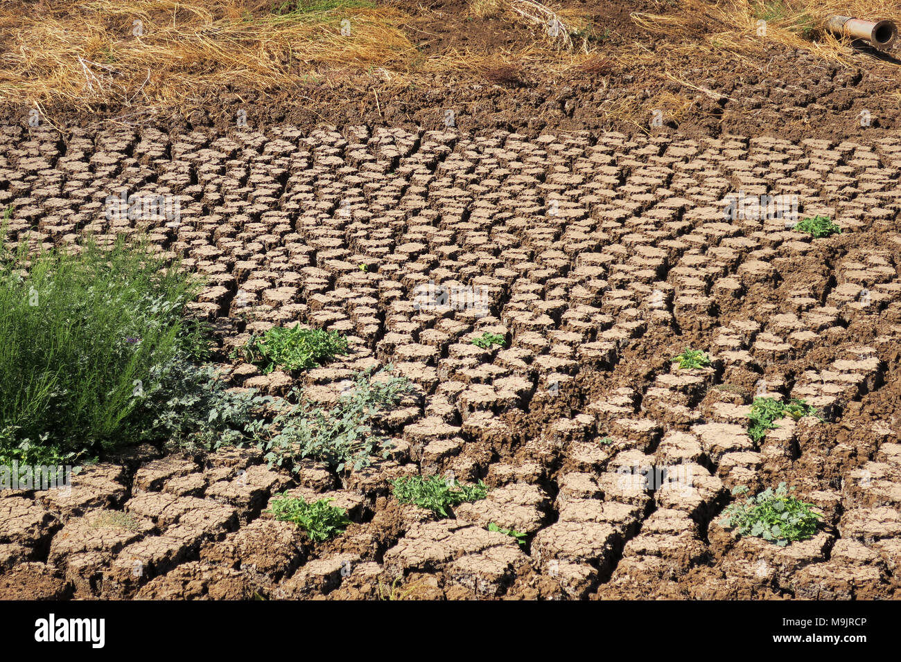 Parched soil in the Jezreel Valley in Israel Stock Photo