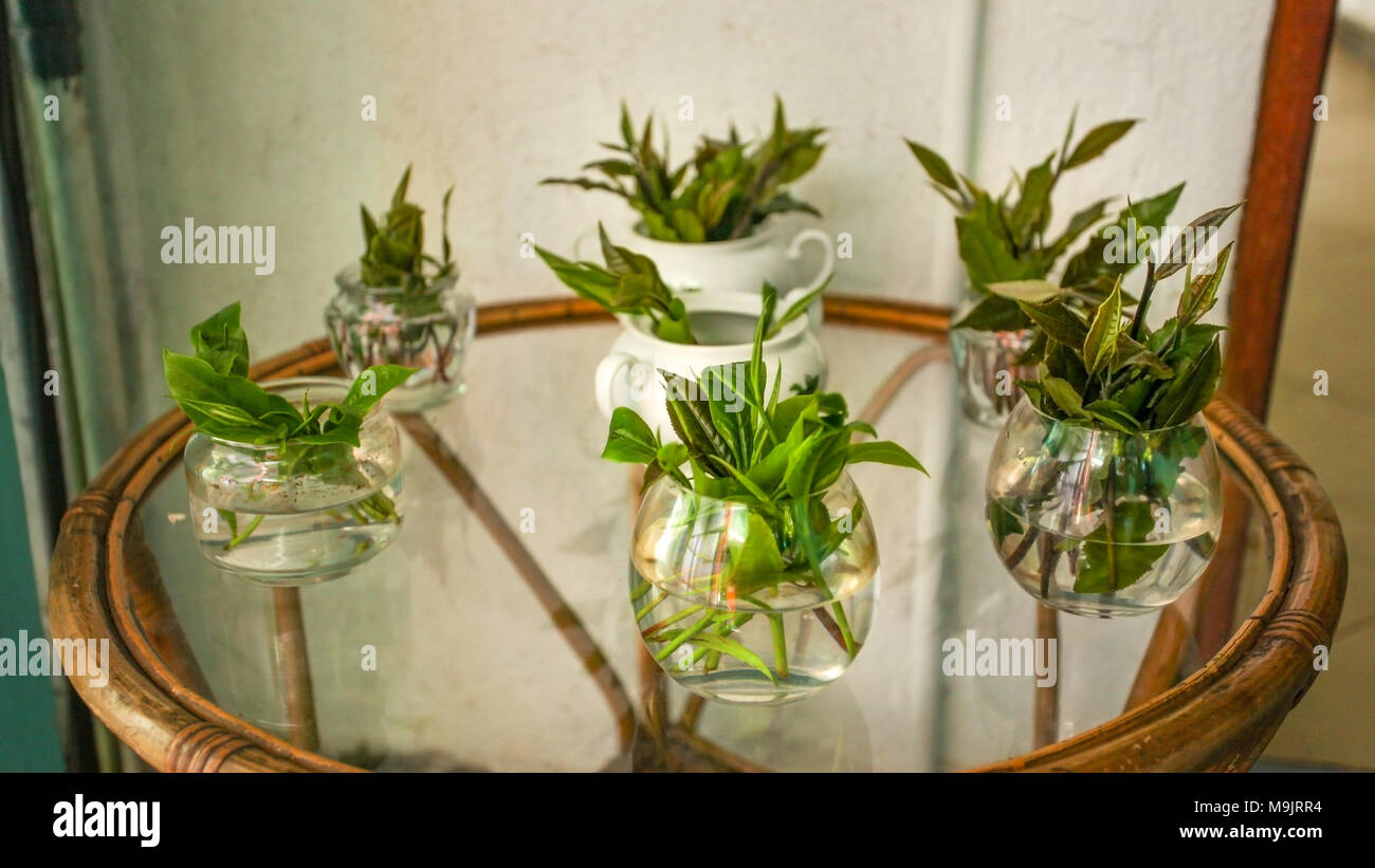 Fresh tea leaves in vases with water on a glass table displayed at tea