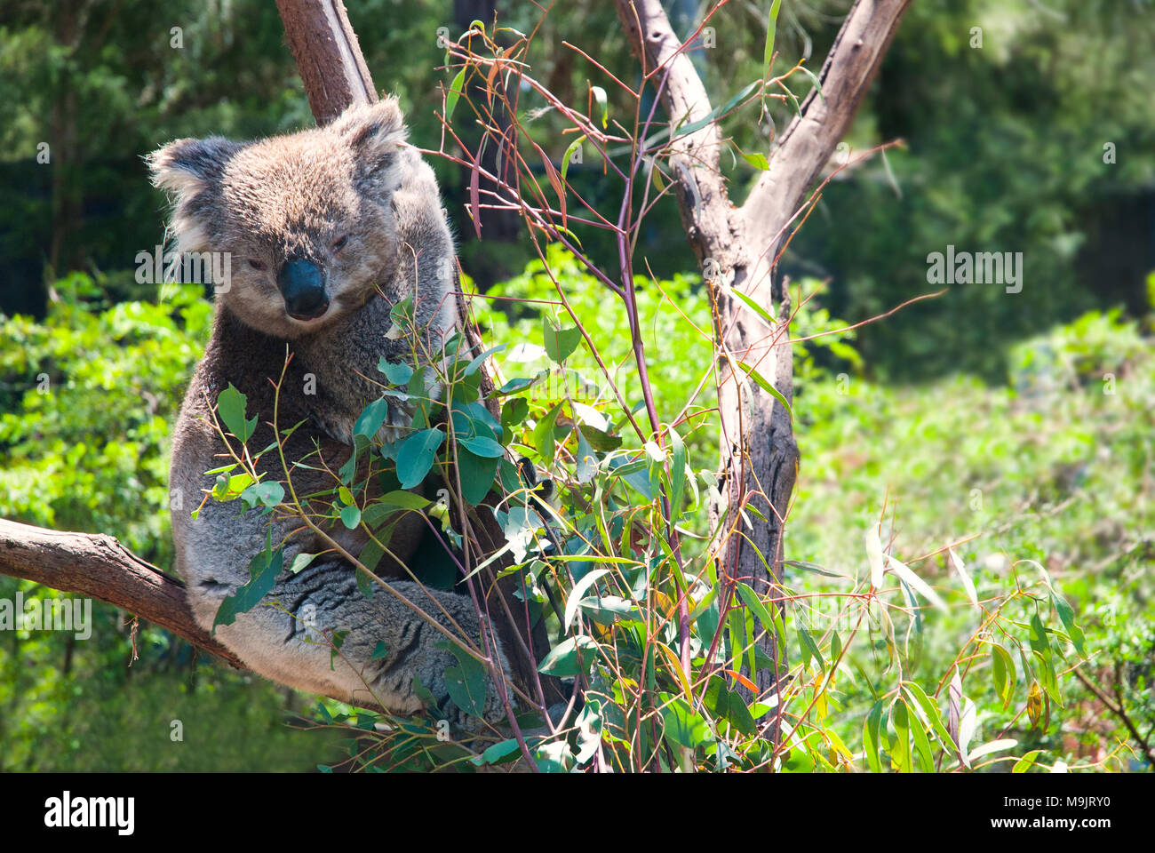 Australian furry animal hi-res stock photography and images - Alamy