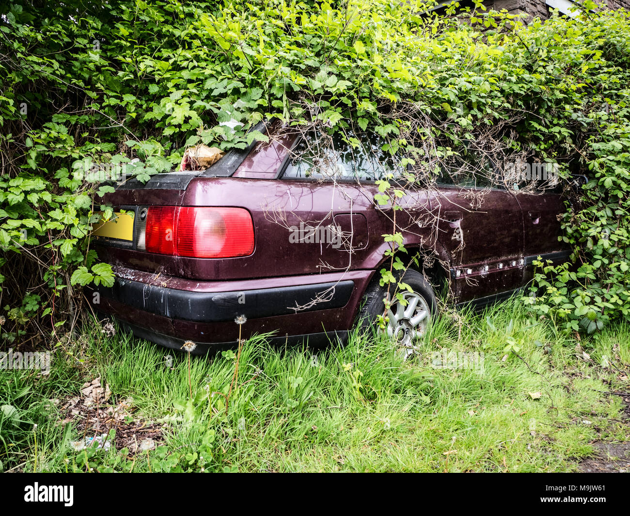 Abandoned Car in a Hedge Stock Photo Alamy