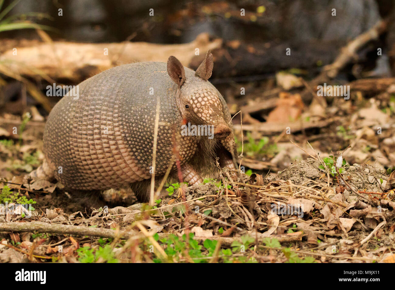 An Armadillo looks up after rooting in the dirt at the Sequoyah National Wildlife Refuge located in Vian Oklahoma 2018 Stock Photo