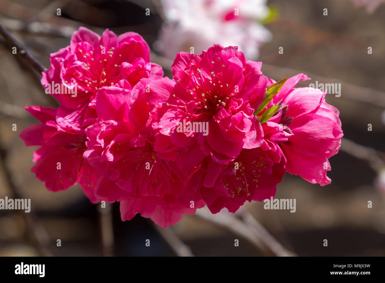 Cherry Blossom in Tokyo Japan Stock Photo Alamy