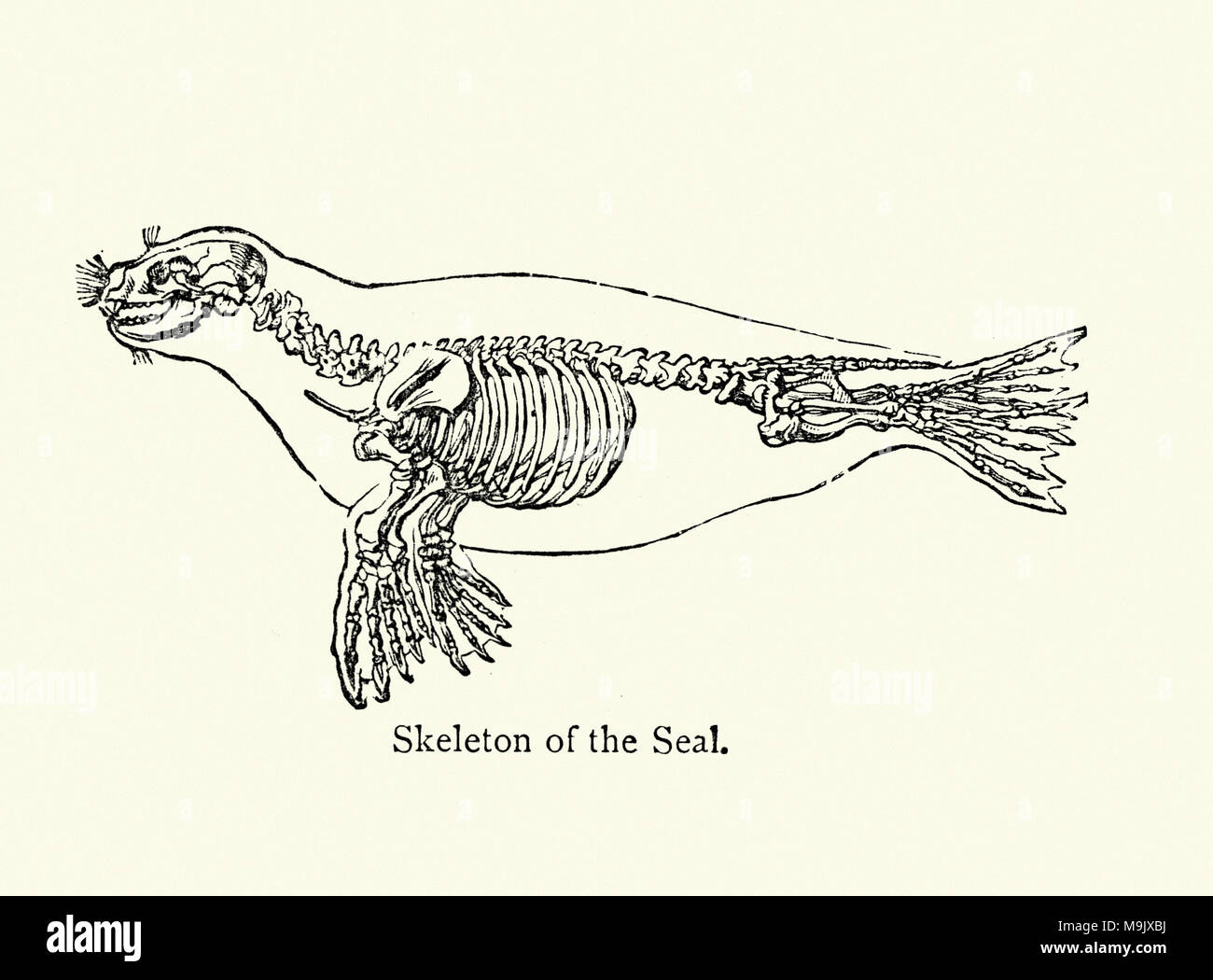 Engraving of Skeleton of the Seal, 19th Century. Stock Photo
