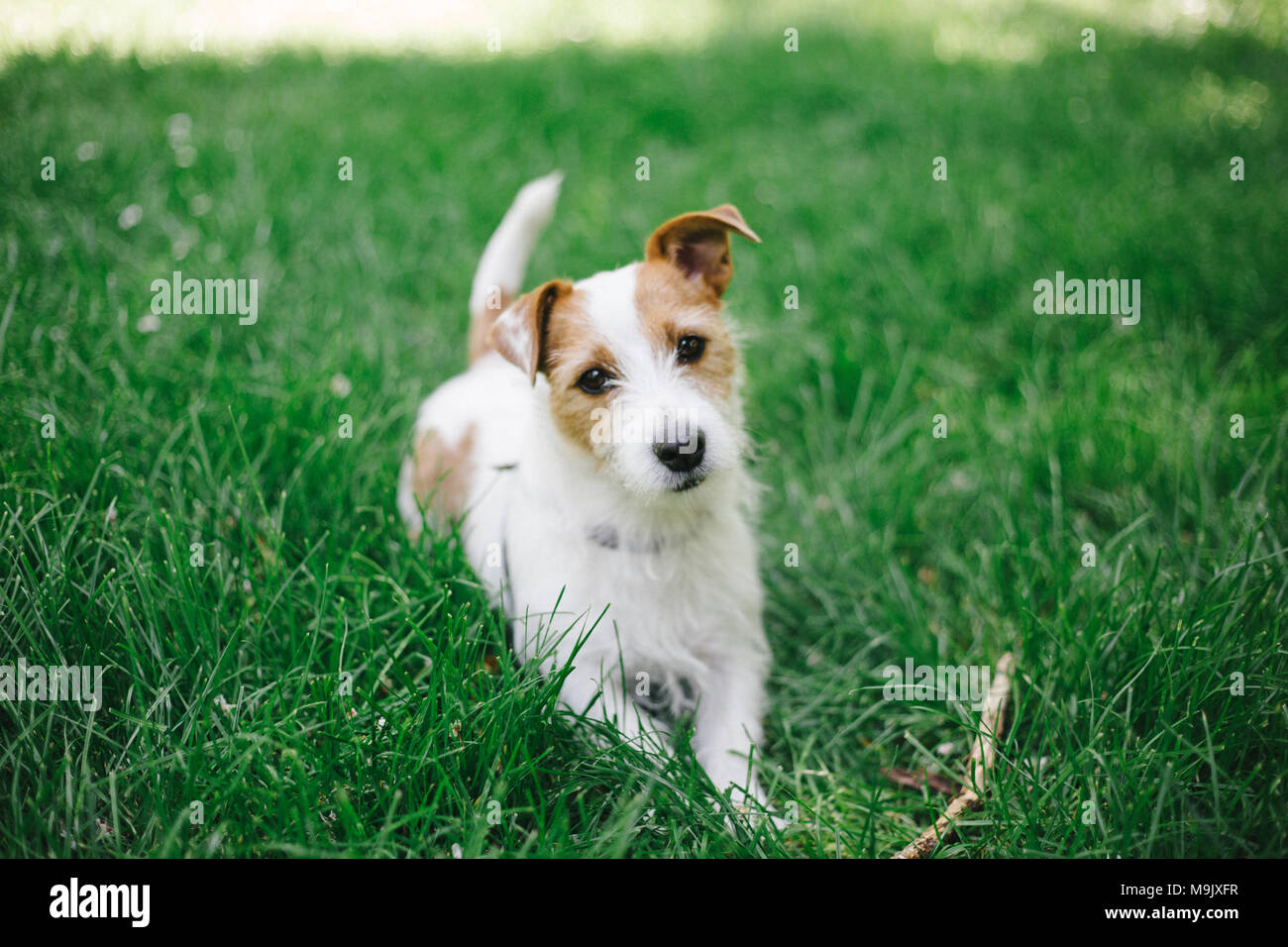 Dog playing in the park Stock Photo