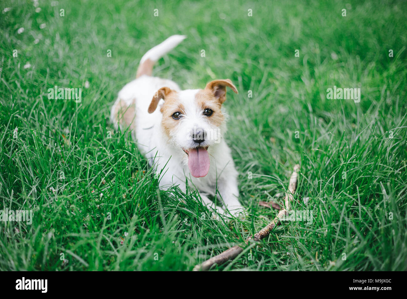 Dog playing in the park Stock Photo