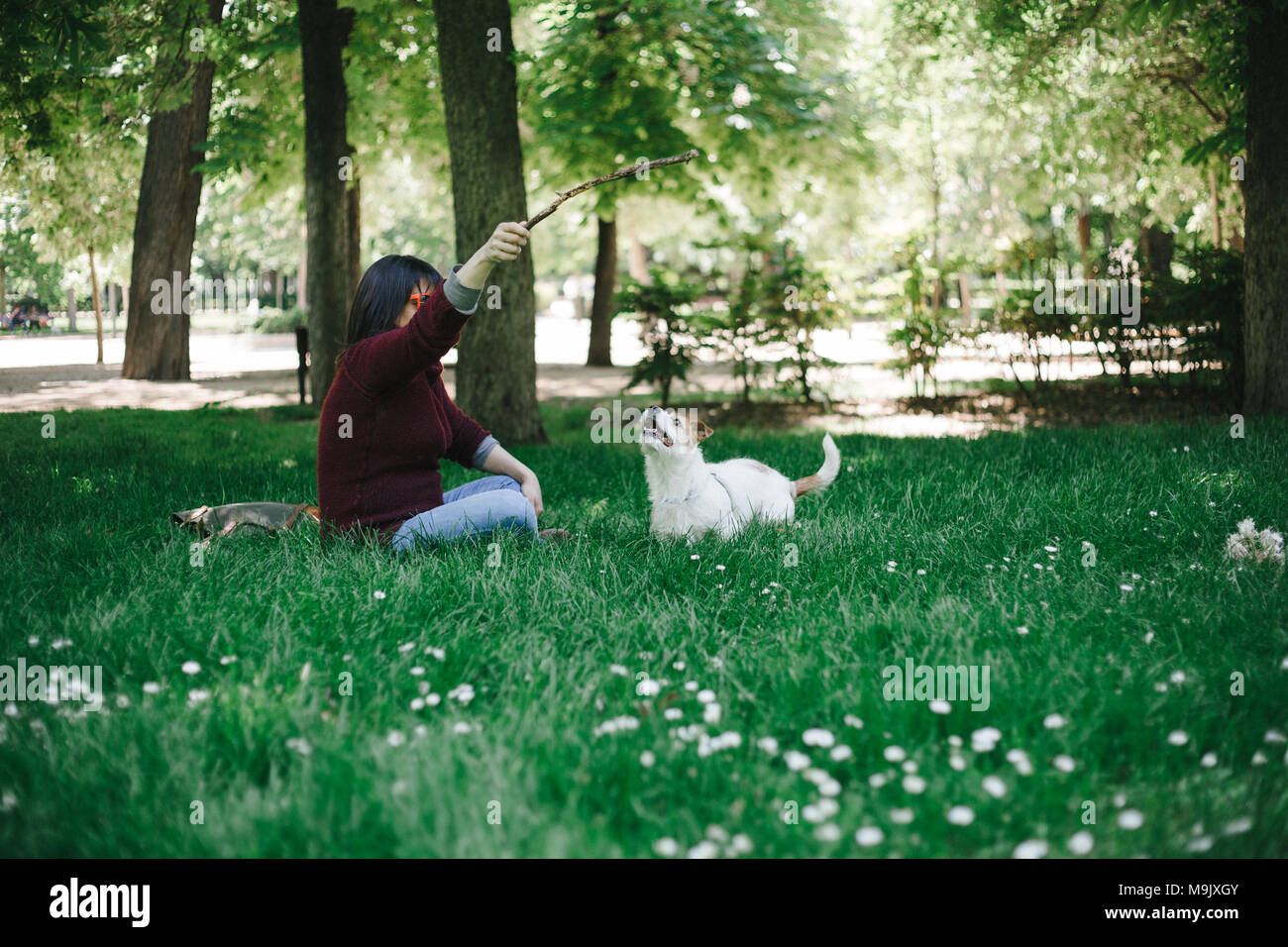 Dog playing fetch Stock Photo