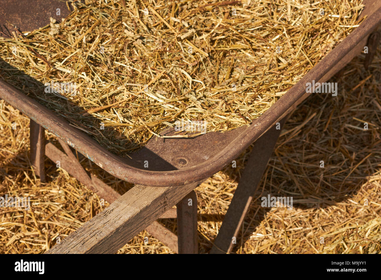 a wheelbarrow with hay at a grassfeeding farm in Lancaster County, Pennsylvania, USA Stock