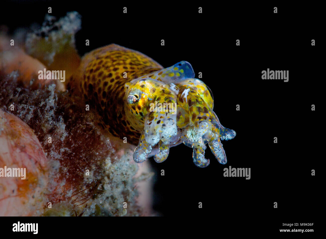 Squid hi-res stock photography and images - Page 4 - Alamy