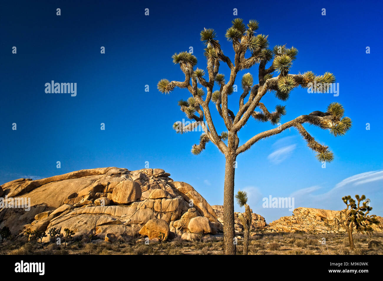Single Joshua tree in the desert landscape found in Joshua Tree National Park in Southern California's Mojave Desert Stock Photo