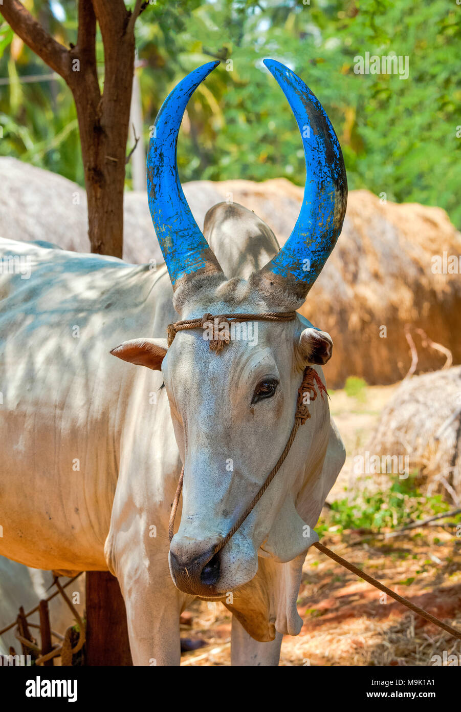 Kangayam hi-res stock photography and images - Alamy Kangayam hi-res stock photography and images - Alamy