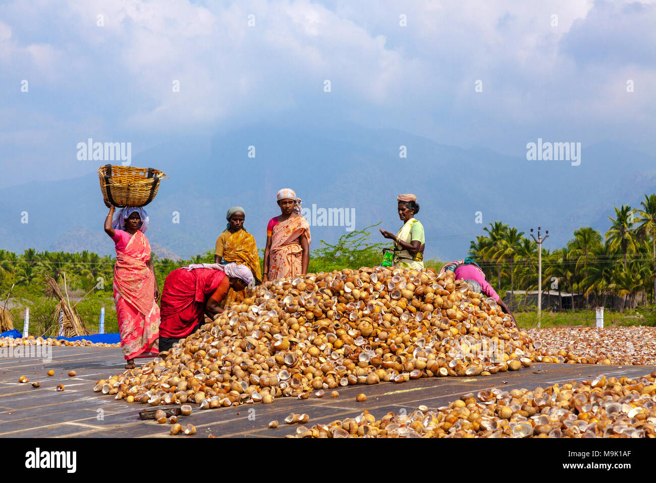 Drying coconuts and making copra Tamil Nadu, India Stock Photo Alamy