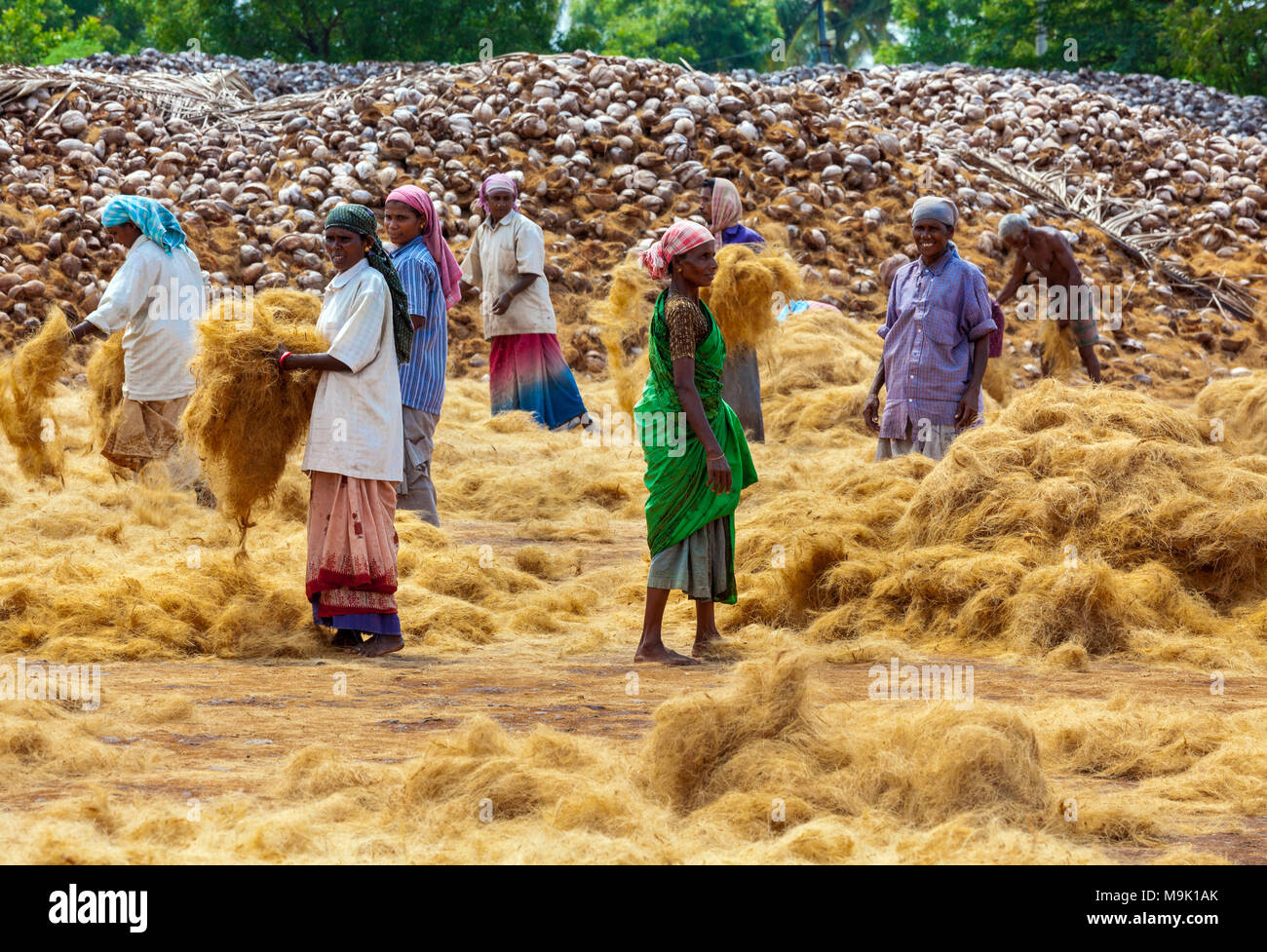 Coconut fiber drying for making coir (ropes) - Tamil Nadu, India. Stock Photo