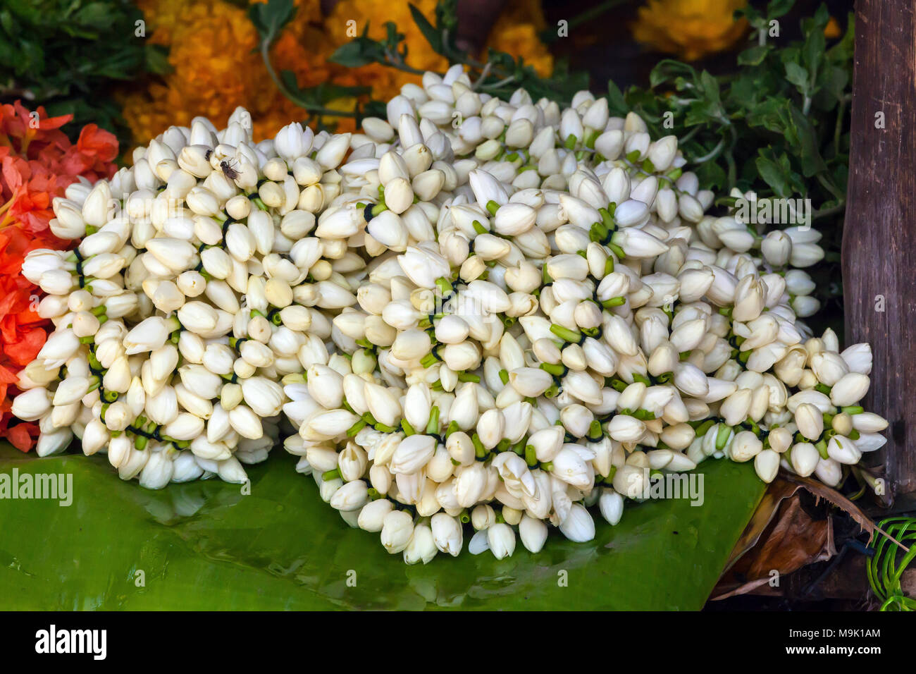 Flowers Of Tamil Nadu High Resolution Stock Photography and Images Alamy