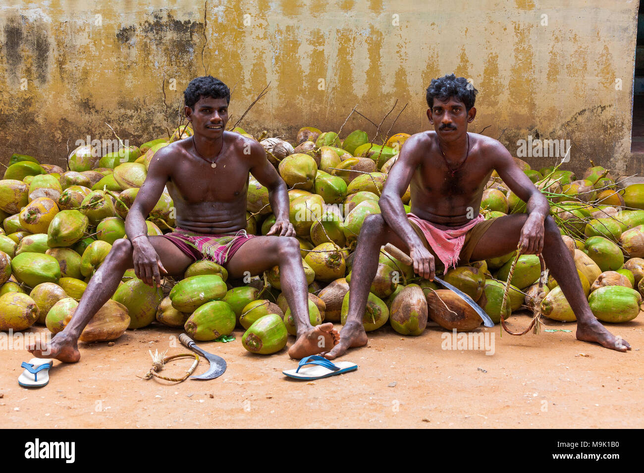 Workers engaged in harvesting and collecting coconuts Vattalekundu in
