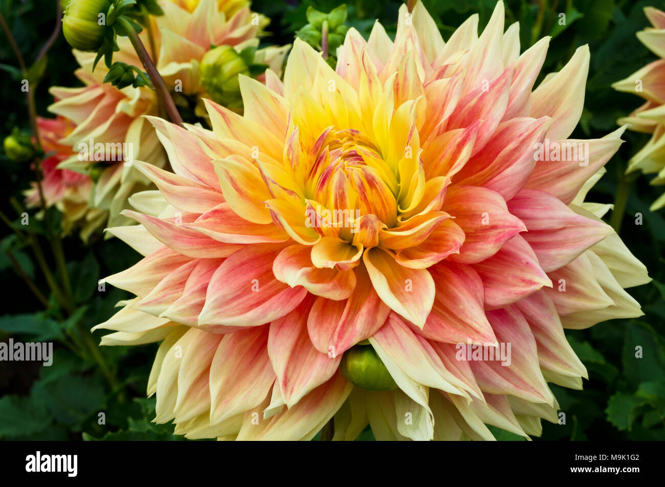 Beautiful large dahlia with yellow and pink tones. It is a dinnerplate
