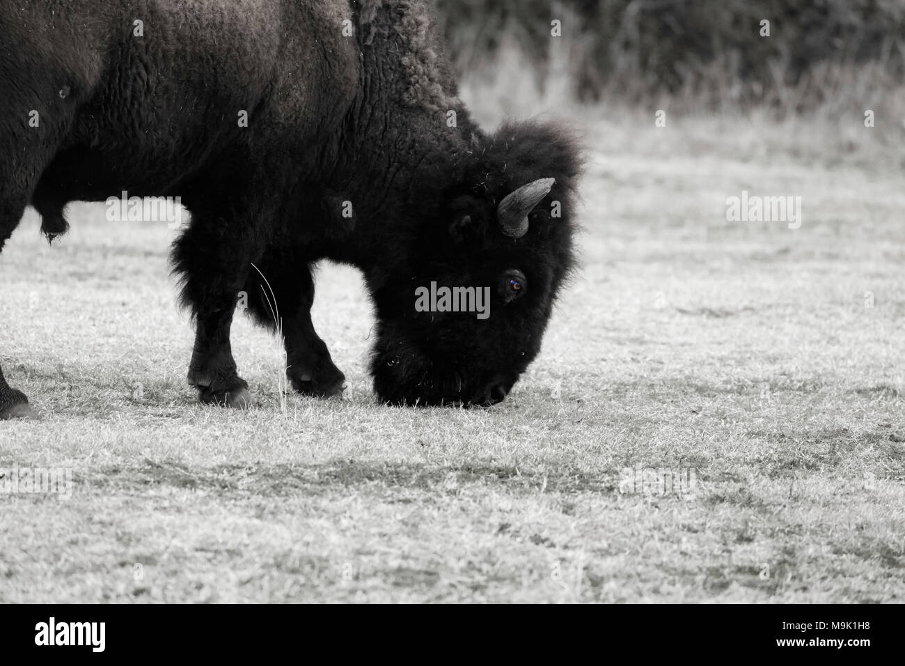 Black and White Buffalo Stock Photo