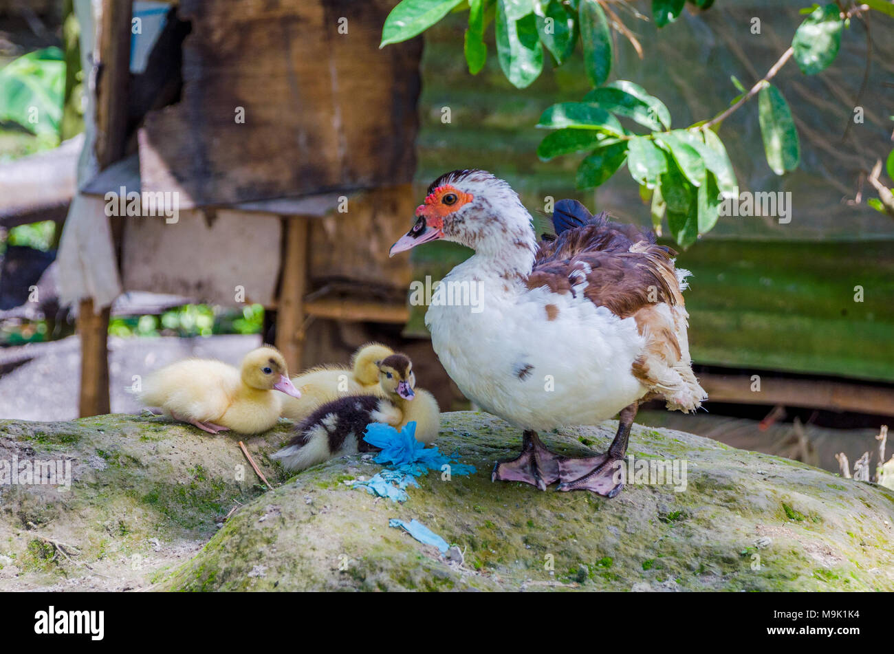 Family of ducks on a farm Stock Photo Alamy