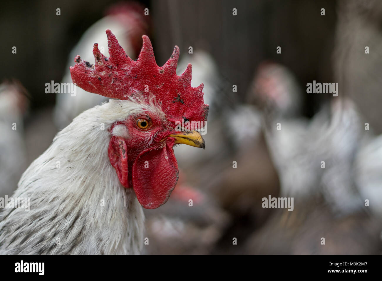 A rooster in a traditional village area Stock Photo Alamy