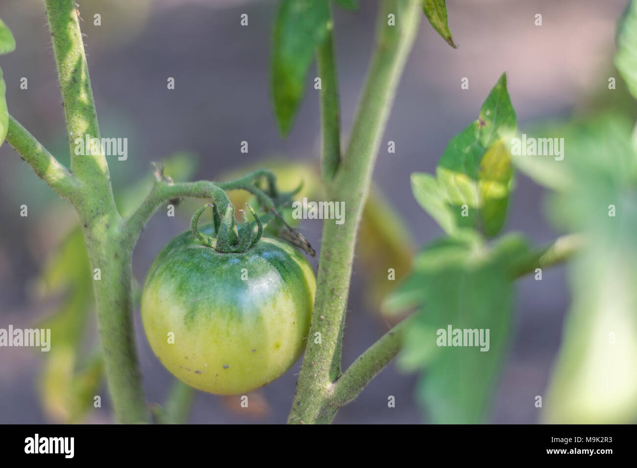 Organic growing, green tomatoes in a rural garden Stock Photo - Alamy