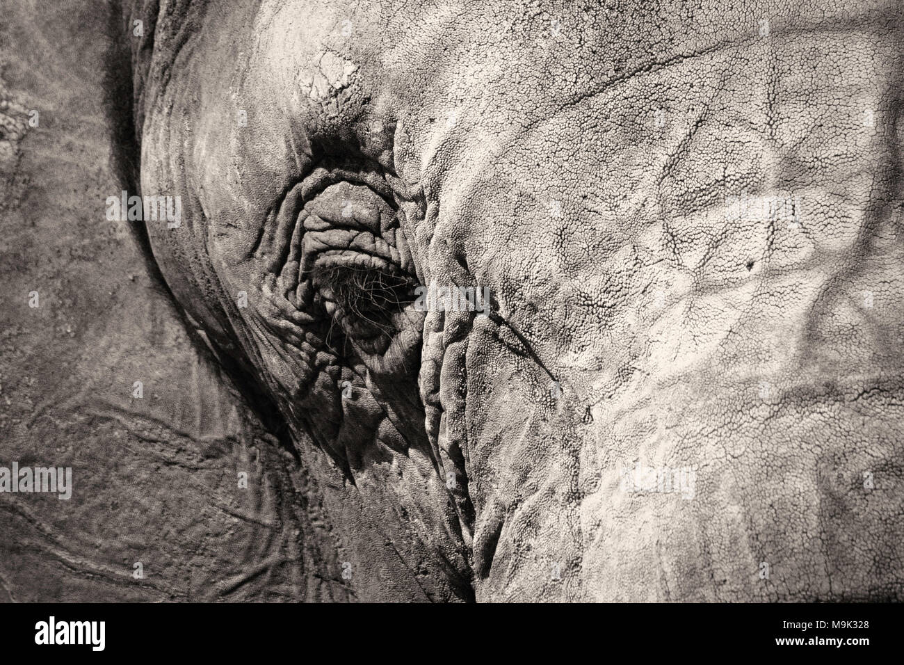 Elephant sad portrait Stock Photo