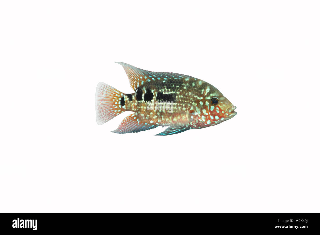 Baby Red Texas Cichlid fish isolated on white Stock Photo