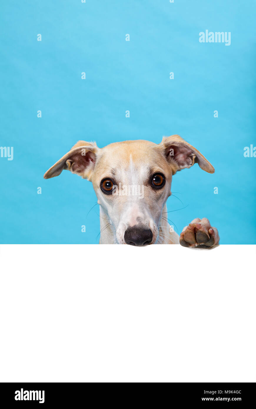 Blue Whippet Stock Photos Blue Whippet Stock Images Alamy