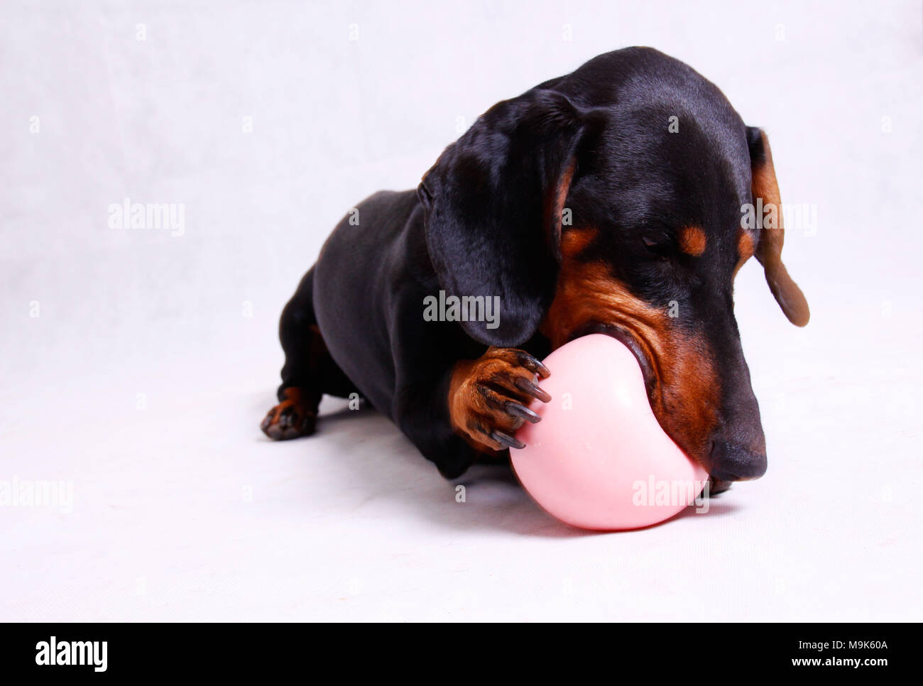 Dog playing with a Pink ball Stock Photo