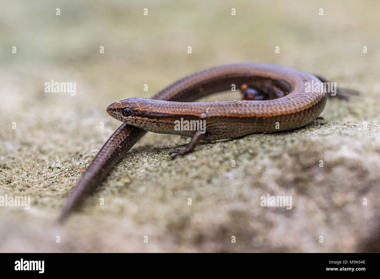 European copper skink (Ablepharus kitaibelii) perched on rocky underground Stock Photo
