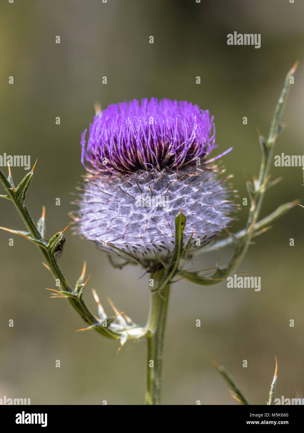 Wooly Thistle (Cirsium eriophorum) purple flower with green background Stock Photo