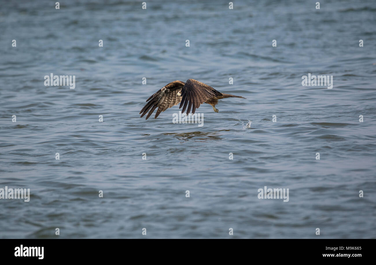 Black Kite hunting for fish in the sea Stock Photo Alamy