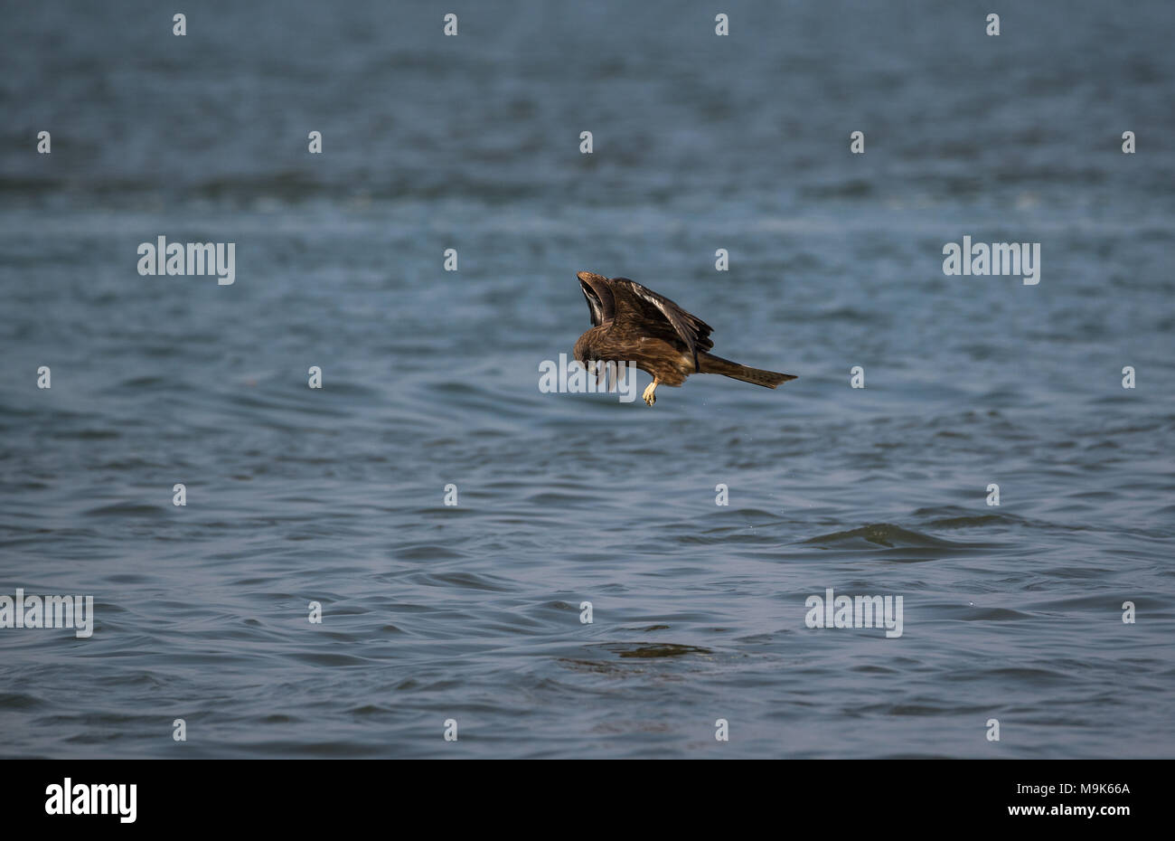 Black Kite hunting for fish in the sea Stock Photo Alamy