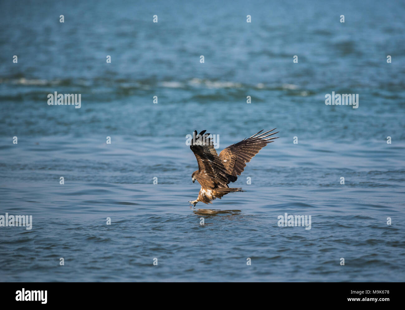 Black Kite bird catching fish from the sea Stock Photo