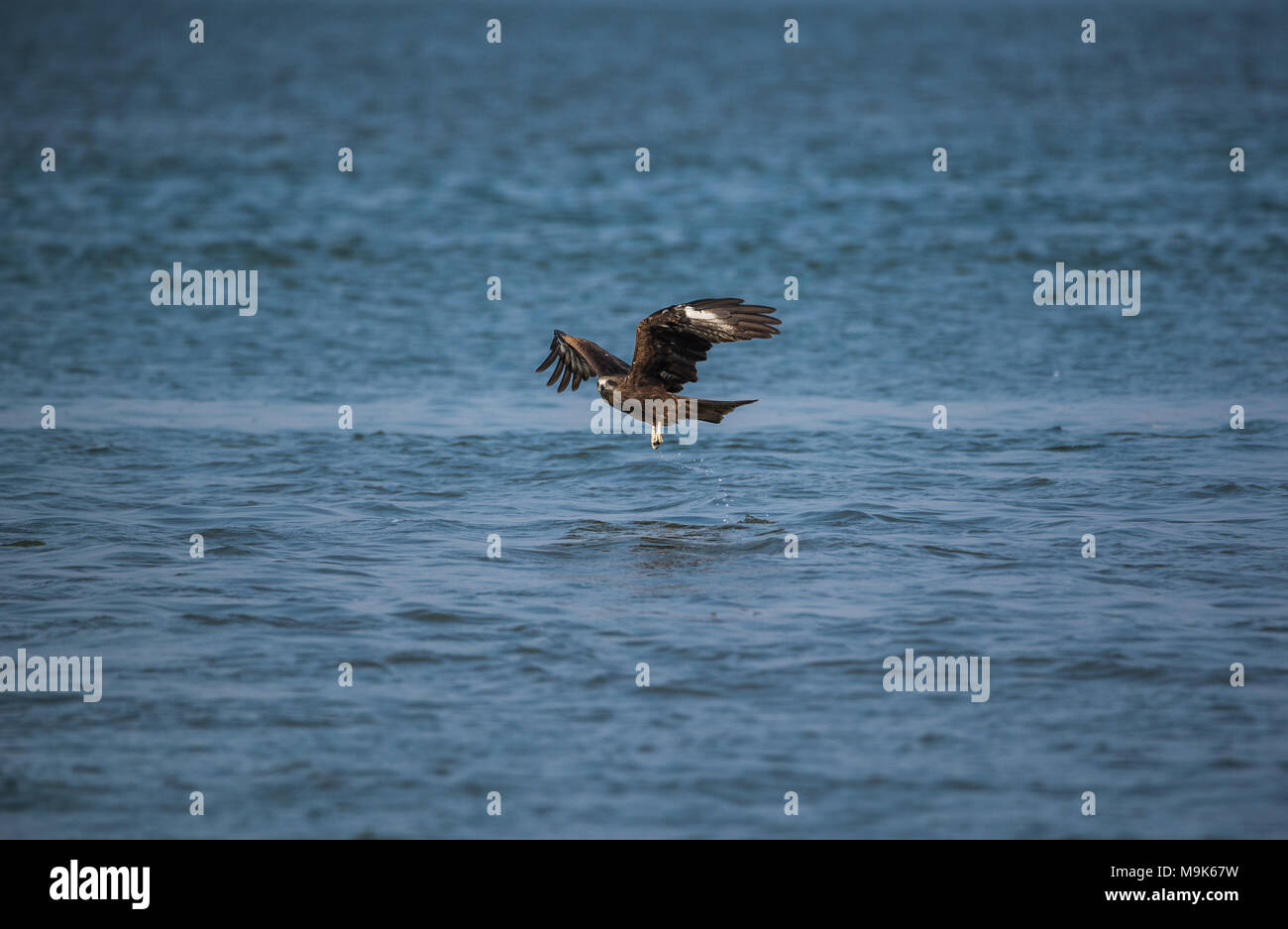 Black Kite bird catching fish from the sea Stock Photo