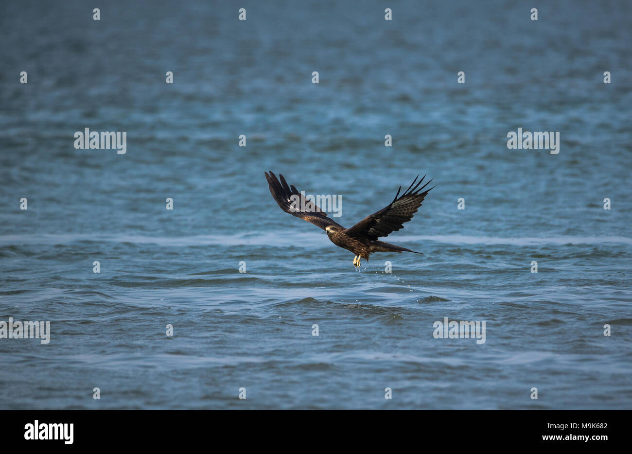Black Kite bird catching fish from the sea Stock Photo