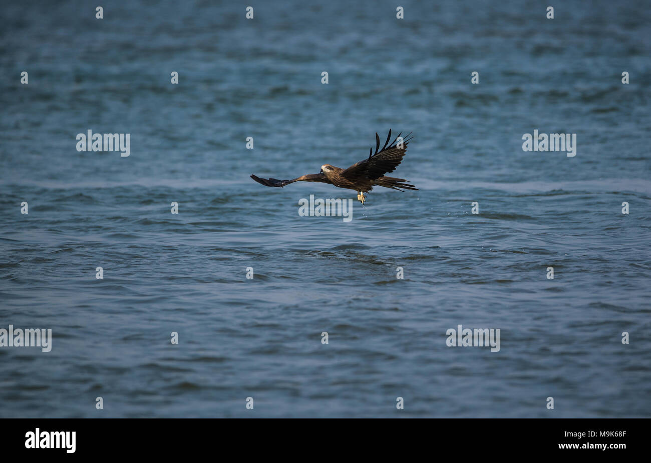 Black Kite bird catching fish from the sea Stock Photo